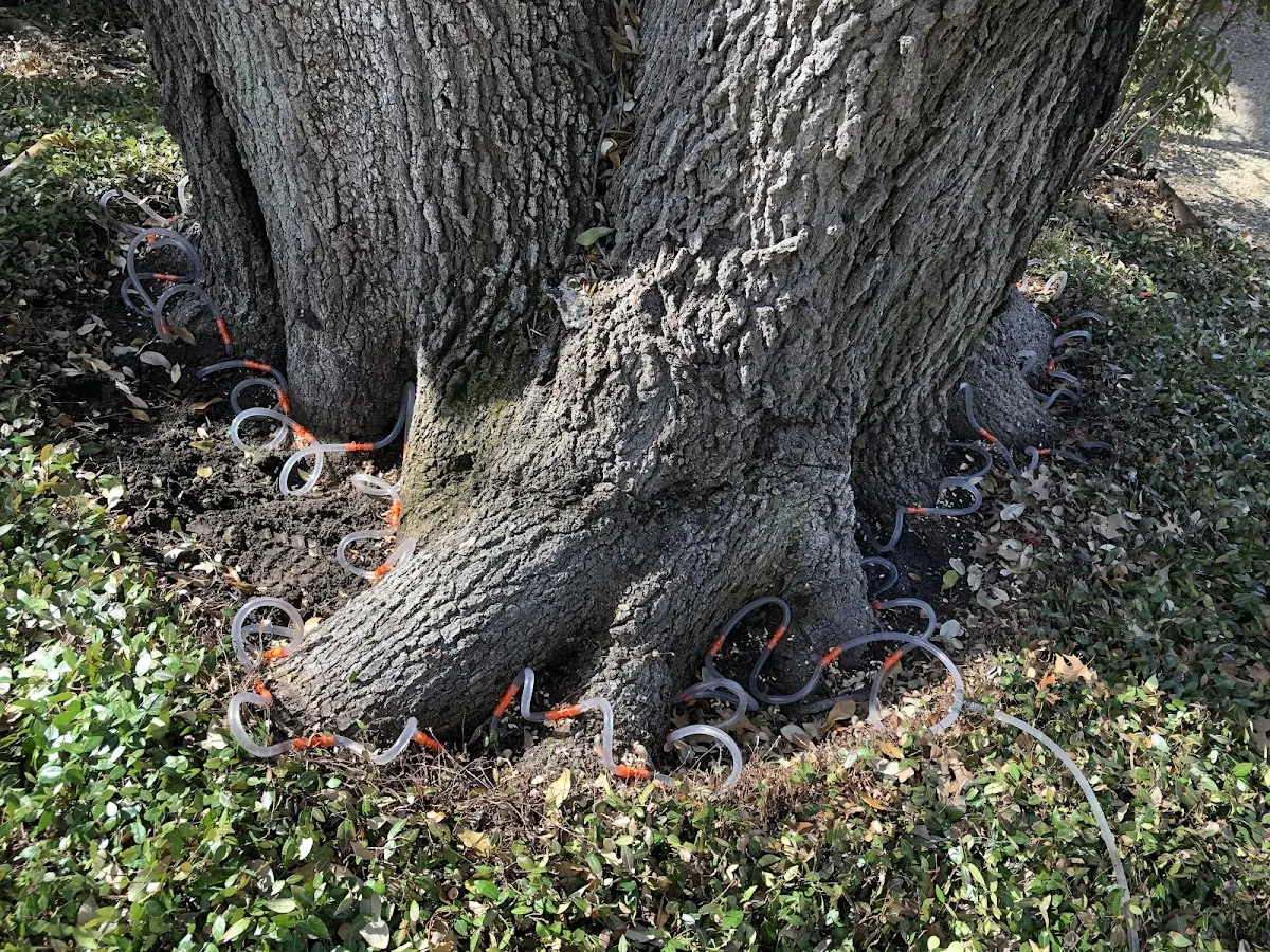 Detailed Tree Cabling and Bracing job site in Iron Gate